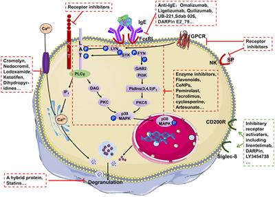 Mast cell stabilizers: from pathogenic roles to targeting therapies